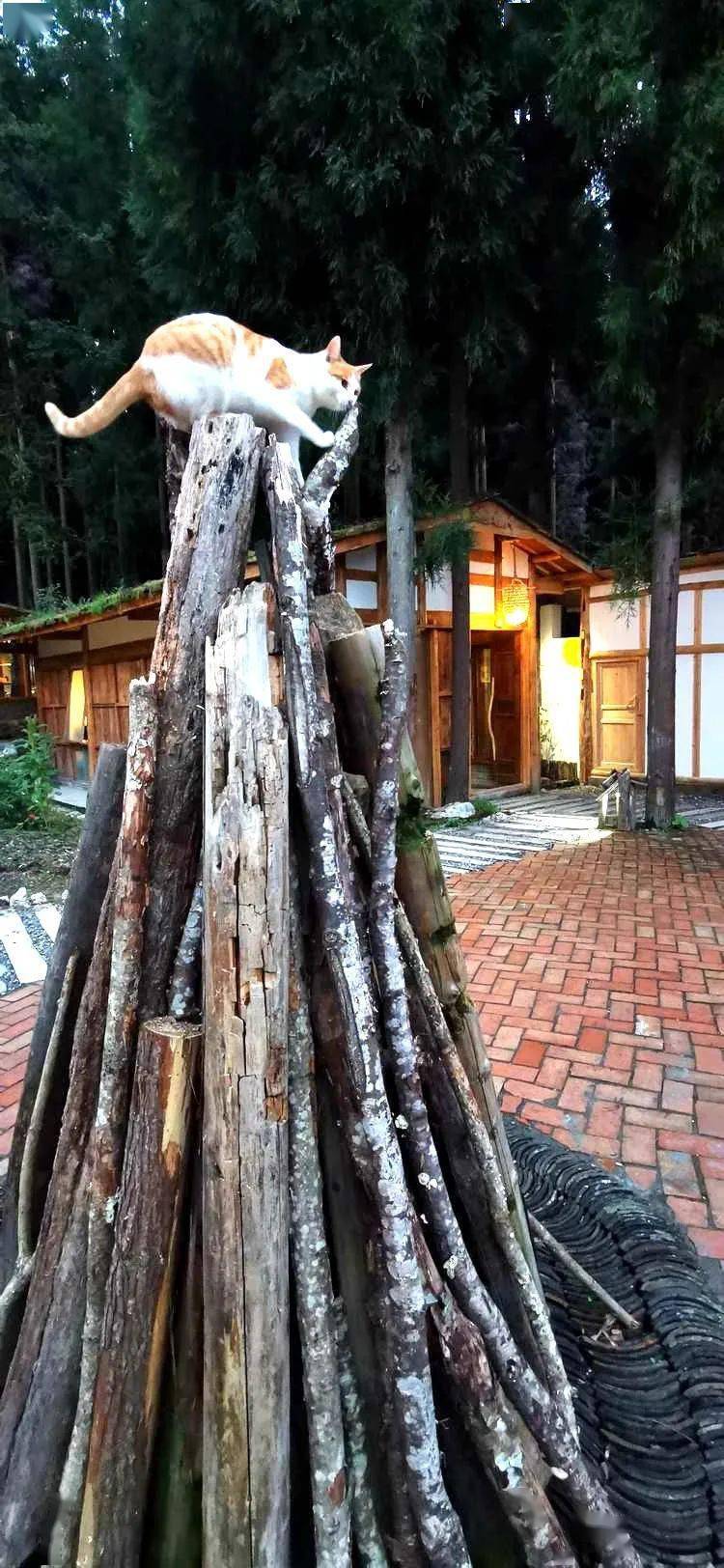 北川伟哥笔下的瓦壶沟一半壶缘印象