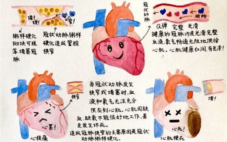 心脏与血管手抄报图片