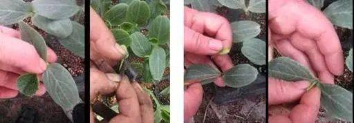 排放|技术流!今年这10项农业重大引领性技术,你知道几个?