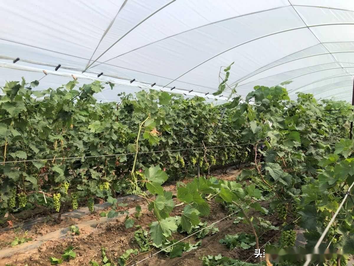 特产展示|天津静海区朴楼家庭农场:葡萄甜蜜来袭_种植
