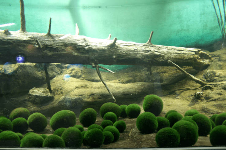 海藻球深水湖中的幸福魔咒