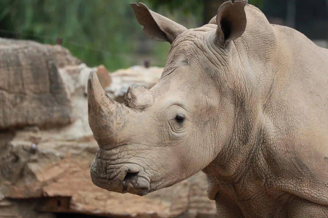 在上海野生動物園的車入區,你可以看到氣勢磅礴的白犀牛群,它們快樂地