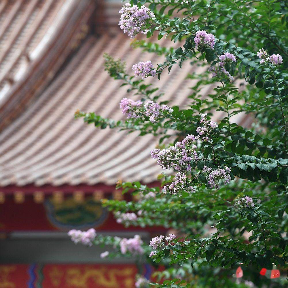 谁说花无百日红？宝岛公园紫薇花花期超百日