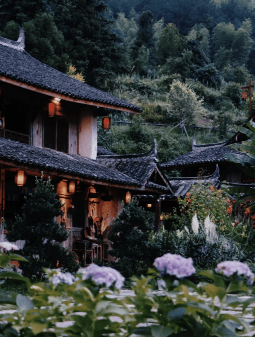 周邊遊 | 來自泰順的花海之邀,漫山遍野的繡球花開了!