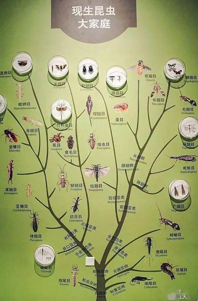 天津自然博物馆昆虫大家庭