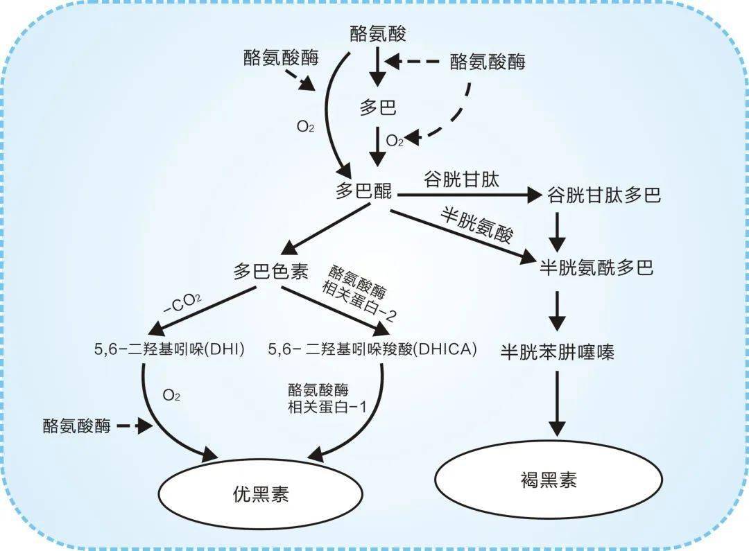 什么|美白成分那么多，谁更好用一点？