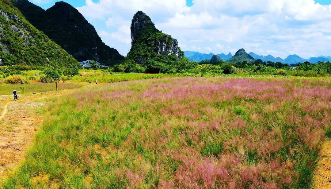 惊艳桂林人的七星区马家坊"网红花海"再度盛开