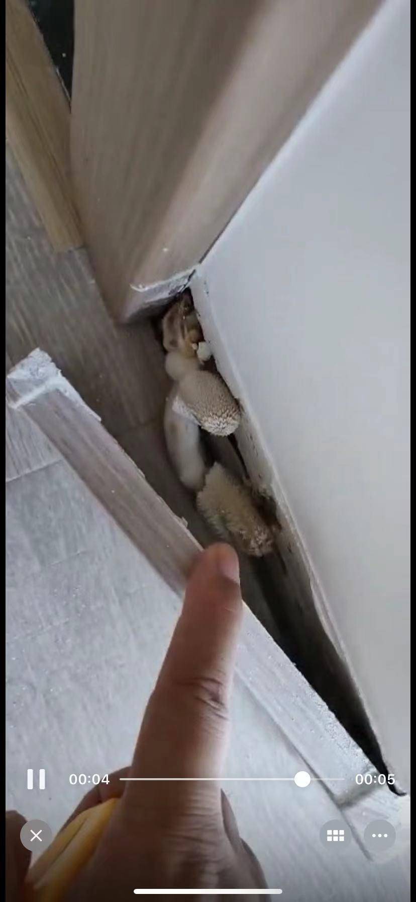 东莞招商雍景湾收楼仅一个月地板已发霉踢脚线长大片蘑菇