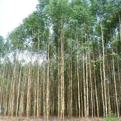 曾经致富树,5年就能成材,10年前大量种植,如今声名狼藉,人称 “绝后树”_速生
