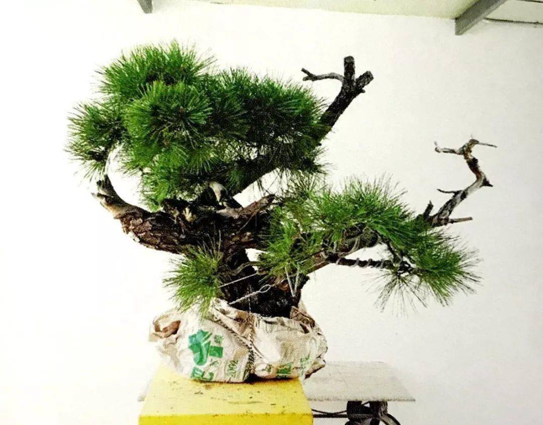 实战舍利干盆景制作案例之神龙摆尾费尽心思的创作历程