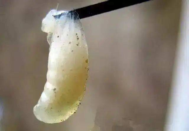 李建科|没有蜜蜂，90%的水果会消失，生态系统将崩溃 | 李建科