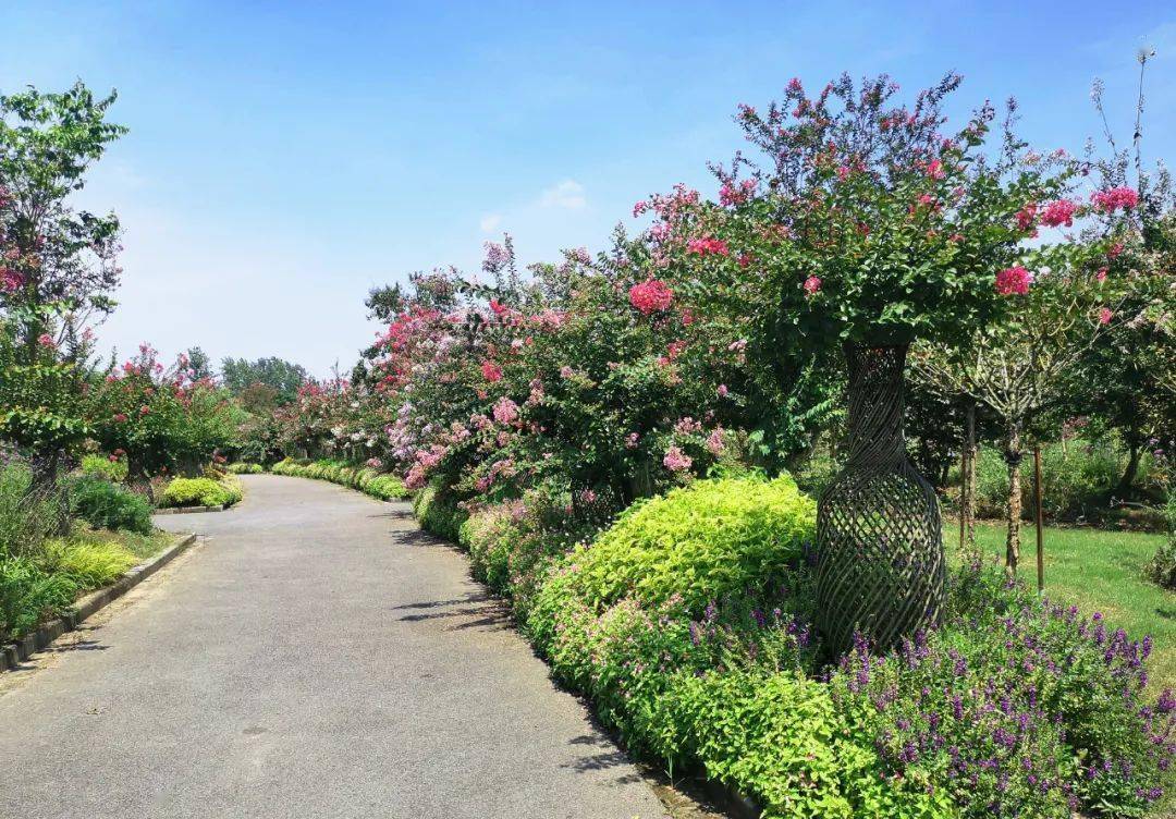 千年紫薇的绽放有多美?崇明这个公园里正在"上演"