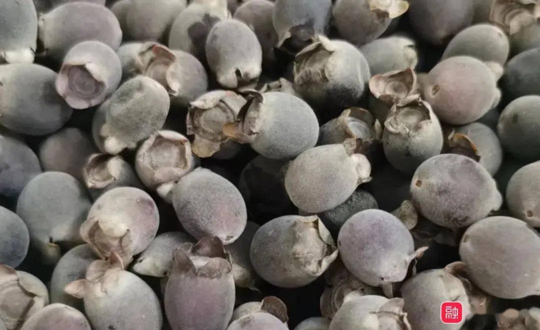 融水人常吃的这种野果,让人想起童年的回忆_捻子