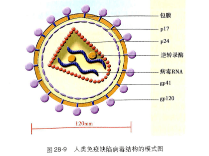 上属反转录病毒科中的慢病毒亚科