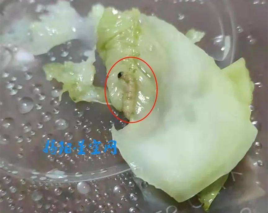 从图片可见,该片咸菜上躺着一条白色身子黑色头头的小虫子,小编看了