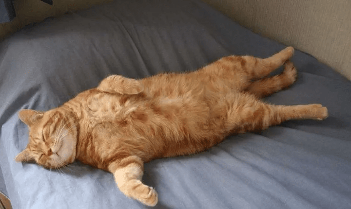 橘猫为何广受欢迎?