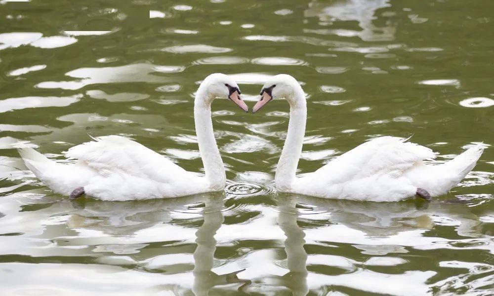 海洋大世界动物园 56abd3328ae24d7985a4d15b42727fbb.jpeg