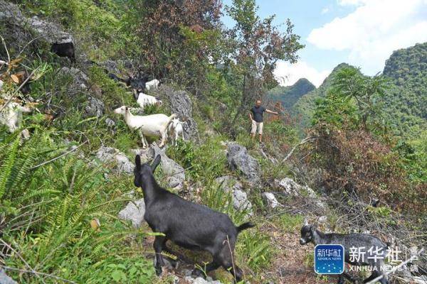 9月3日,在都安瑶族自治县大兴镇池花村加后屯,一名村民在山上放羊.