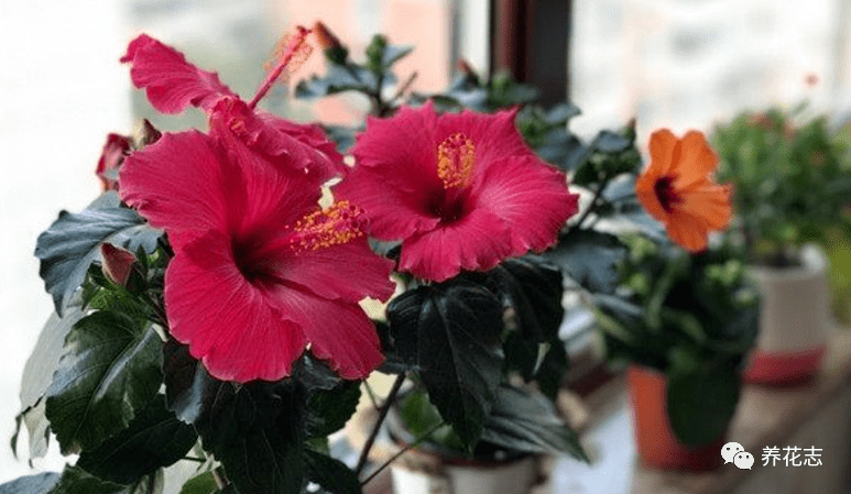 木槿花真的不挑剔 盆栽管住这3点 开花漂亮又好吃 花友