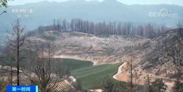 山火|财产险保费暴涨5倍,达350万元!山火肆虐,这里的葡萄酒生产商急了