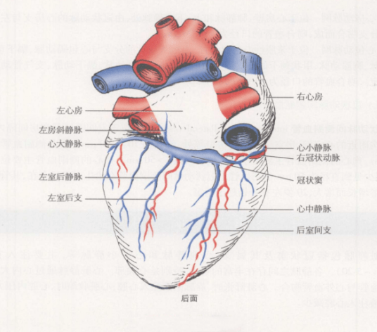冠状静脉窦位置图片图片