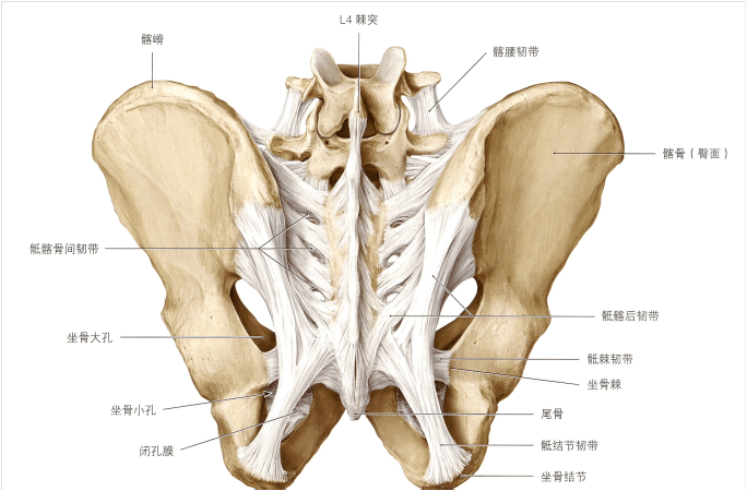 尾骨位置图图片