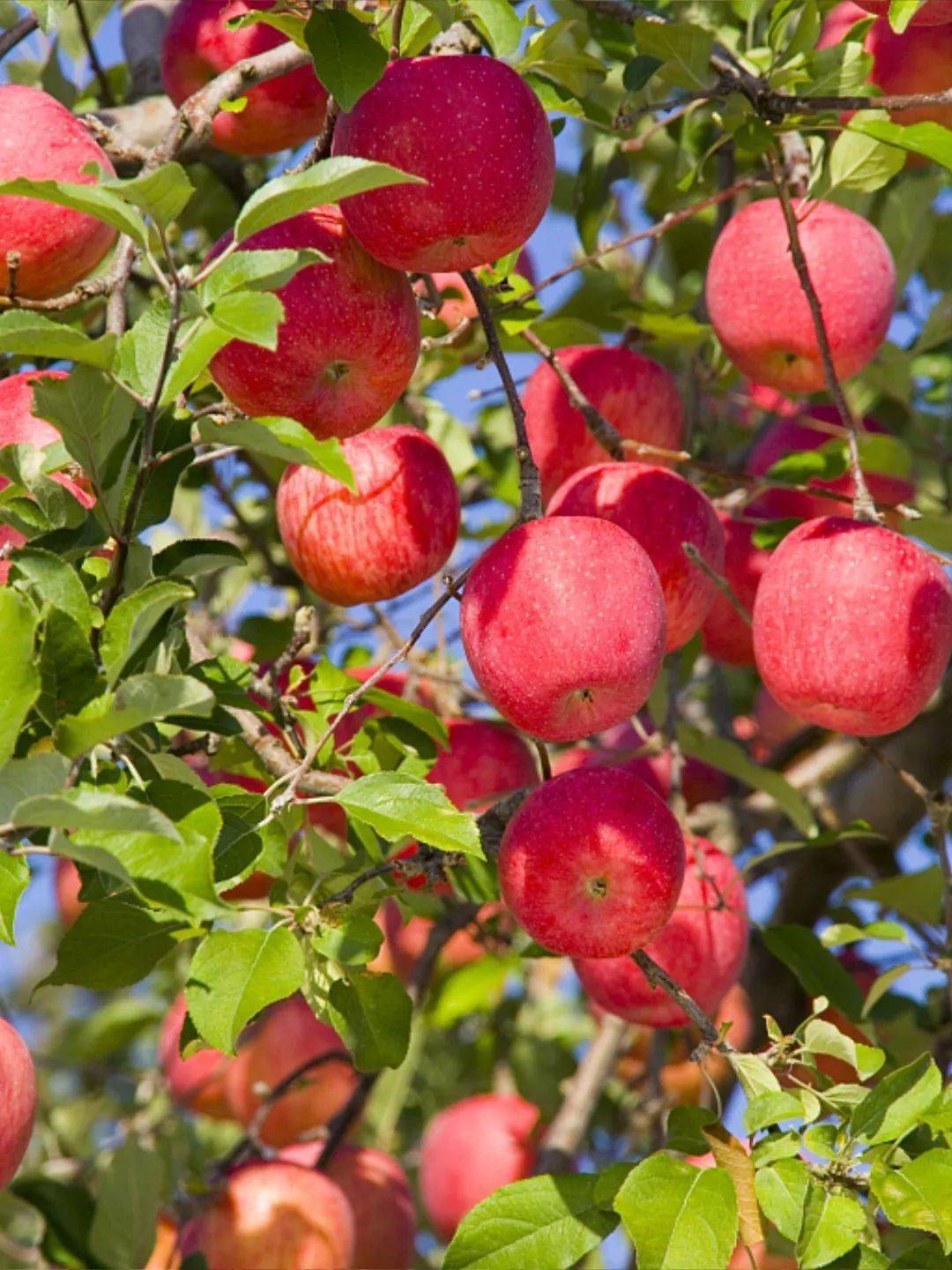 宁夏|宁夏是祖国西部的一块宝地