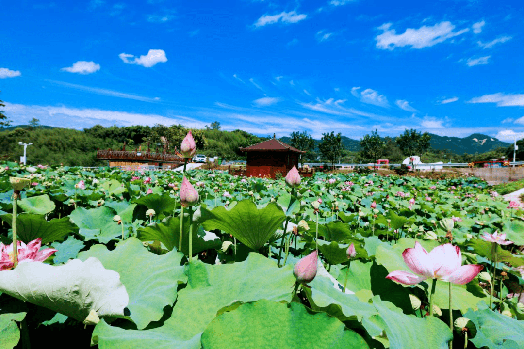 五宝镇美丽乡村入画来