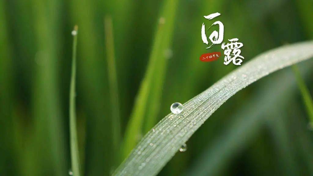 二十四节气白露立秋