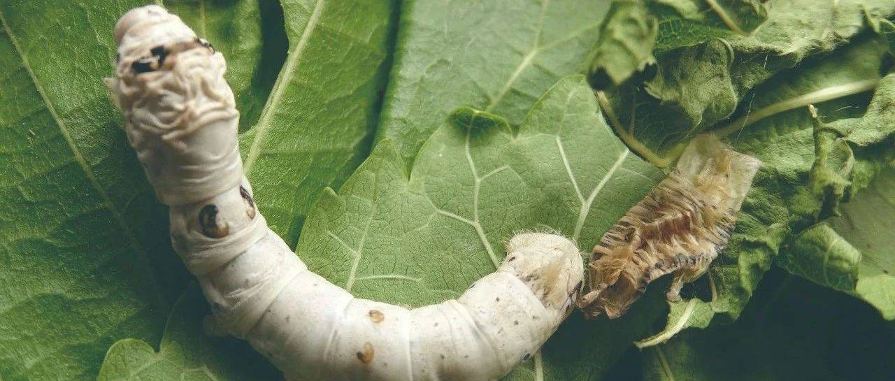 家蚕与生物研究_基因组