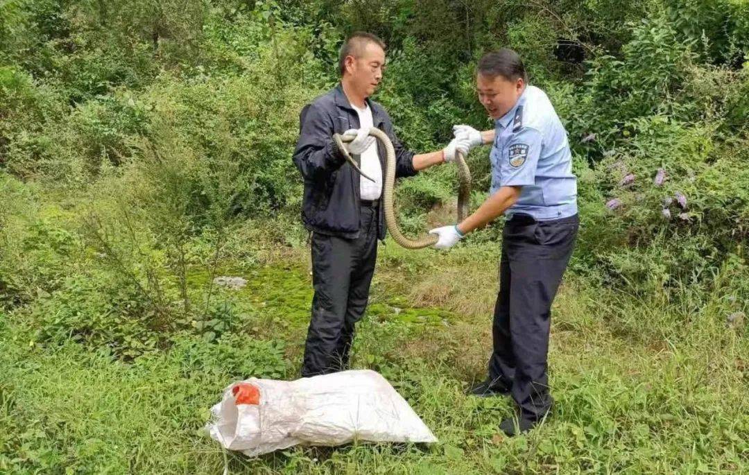 略阳一街道上现2米长毒蛇民警解除危险