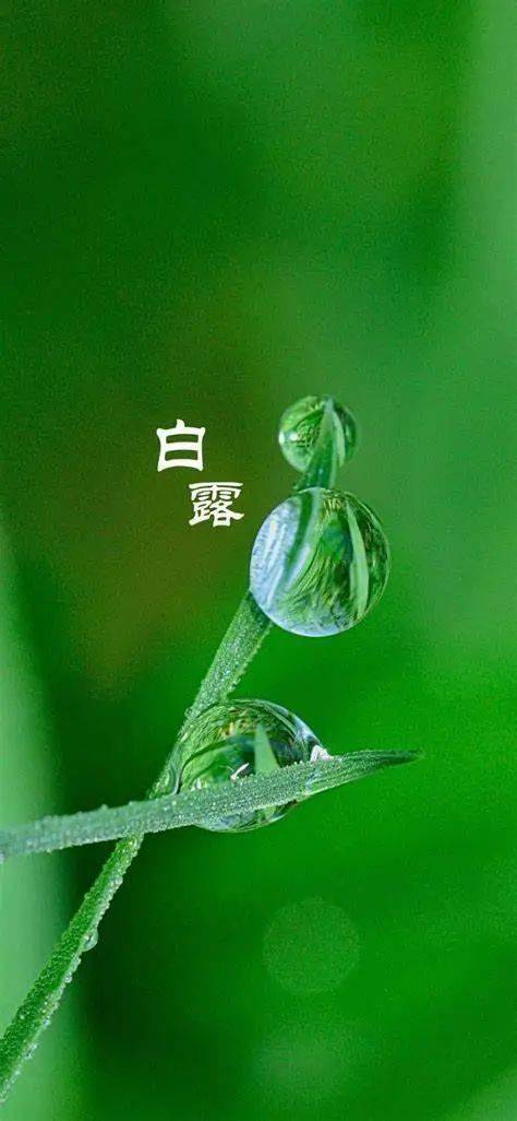 丁立梅:到了白露,秋才有秋的样子