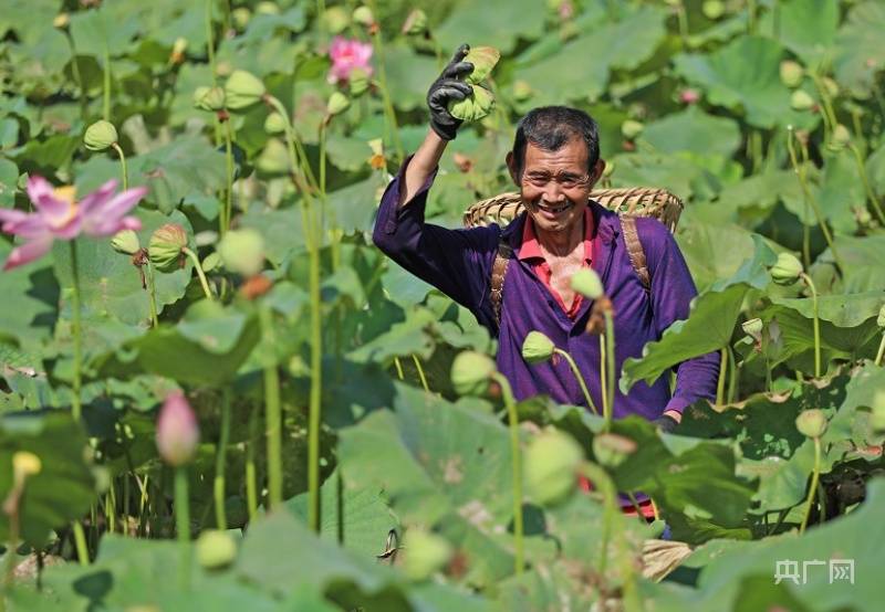 重庆彭水:莲子丰收村民乐 钱景美景正当时