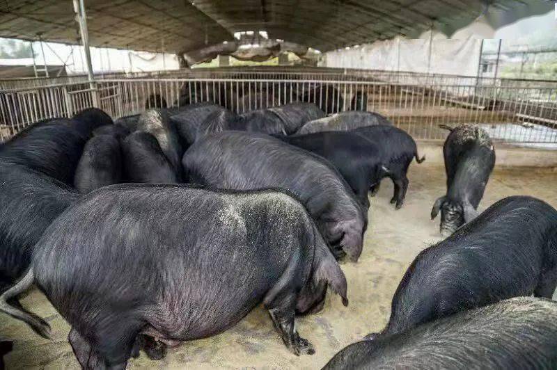 厉害了这群涪陵人用桑叶养猪走出绿色生态养殖新路子