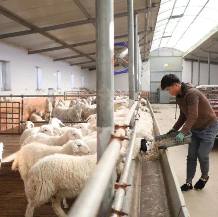 养羊利润收窄,专家建议节本增效_价格