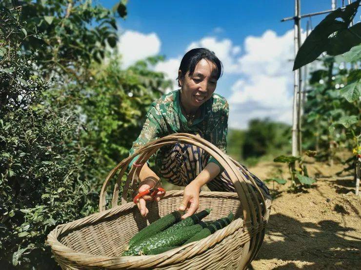 火辣产业别样红贵安党武2000亩辣椒喜获丰收