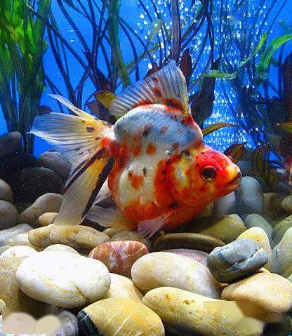 中国金鱼大全!绝对没见过的漂亮养眼