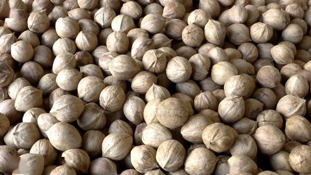 榕江小小山核桃开启群众致富路