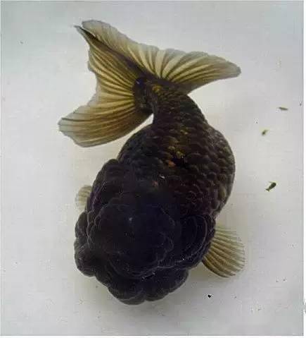 中国金鱼大全!绝对没见过的漂亮养眼_虎头