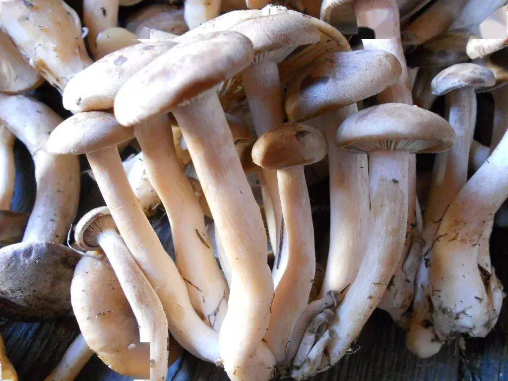 哇塞咱林区人采的路基蘑原来大有来头