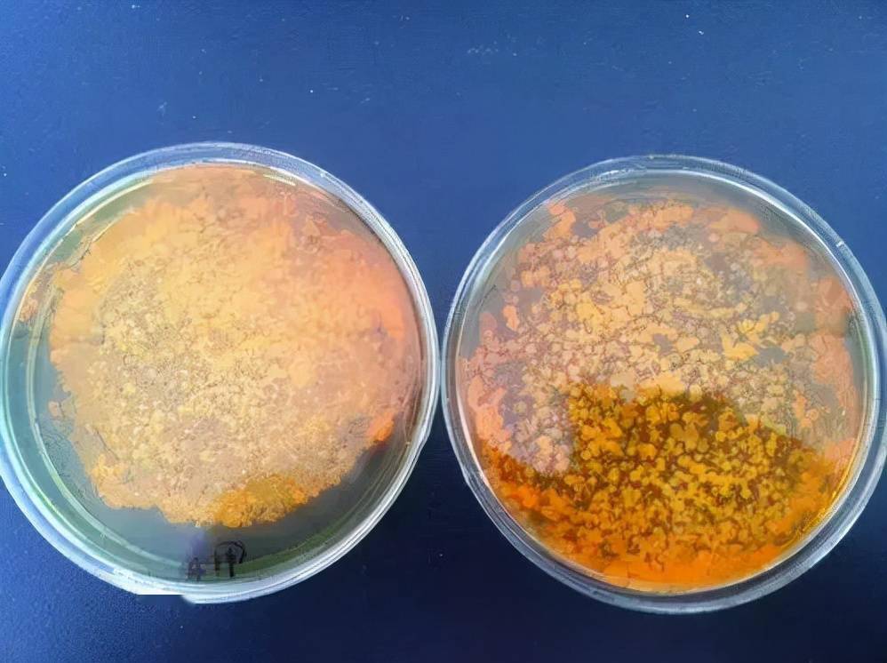 颗粒等,引发池塘溶氧不足,造成虾塘水质底质恶化,利于弧菌的生长繁殖