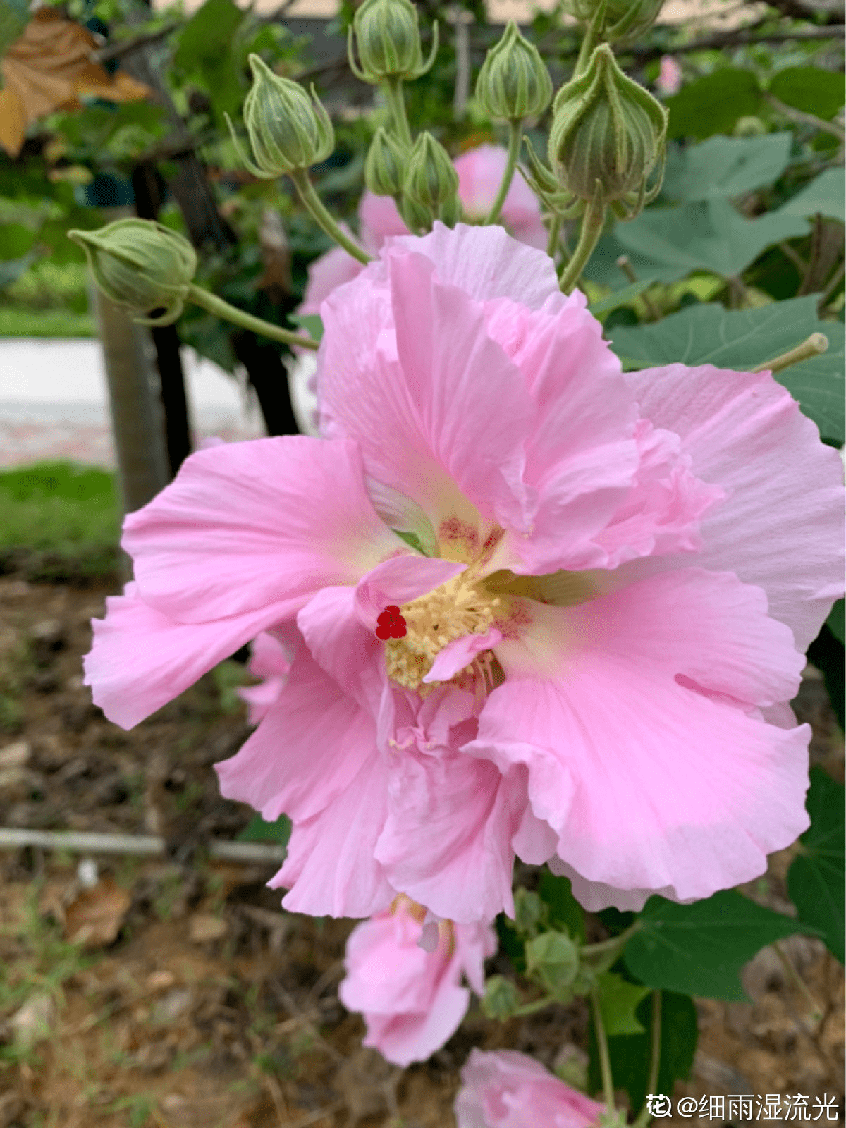 这3种 芙蓉 花 你见过几种 夏去秋来都在开 美丽和诗情并存 花花