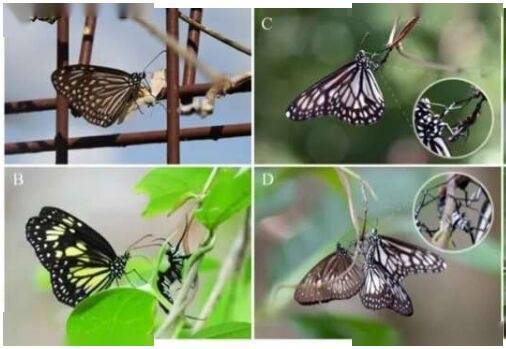蝴蝶公母区分图解图片