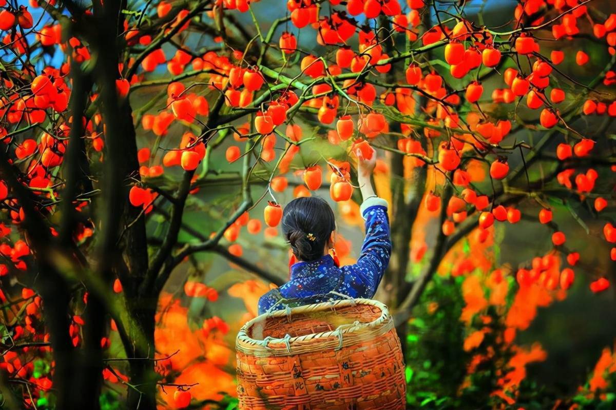 专属于黄山秋天的味道是家的味道