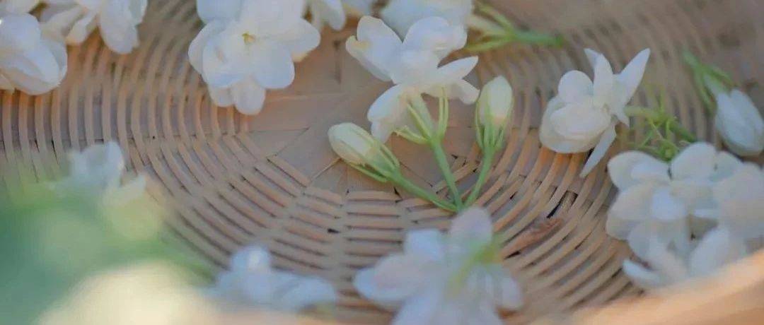 来 香一个 茉莉花 来 香一个 茉莉花