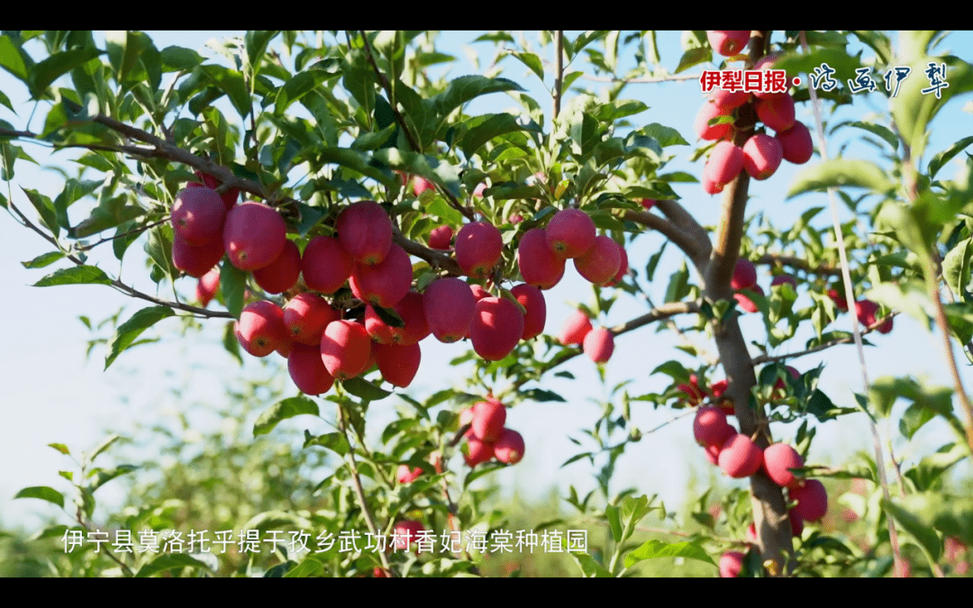 也为村民提供了就业机会 香妃海棠种植园硕果累累 一颗颗香脆的