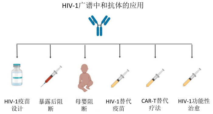 艾滋病治療的新希望廣譜中和抗體