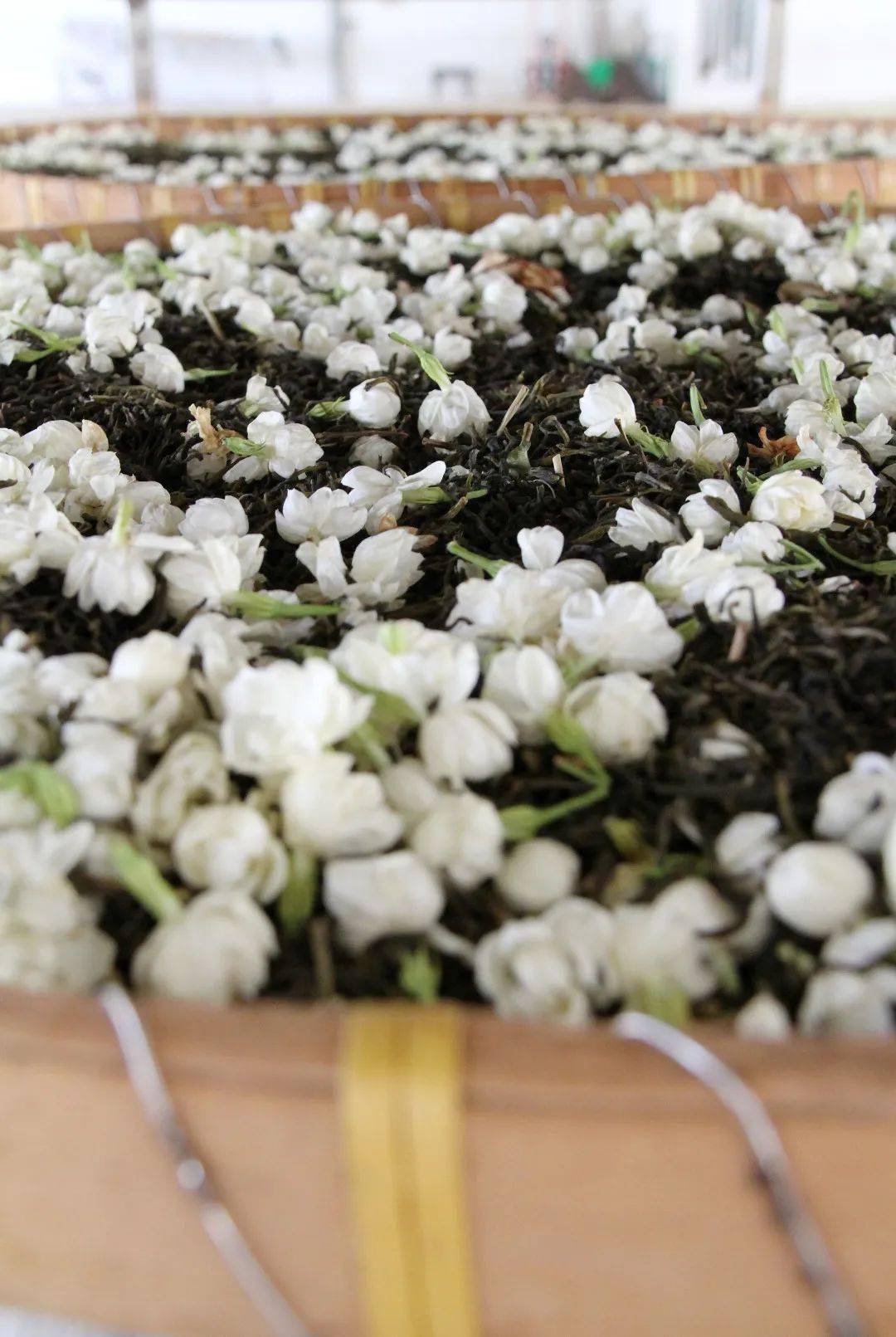 来 香一个 茉莉花