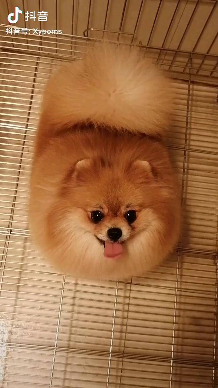 种母双血统博美