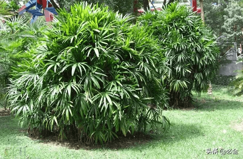 庭院常用植物·灌木篇